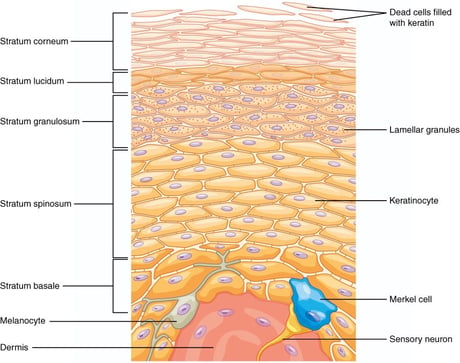Diagramma degli strati dell epidermide, dallo strato corneo allo strato basale (OpenStax, CC BY 4.0)