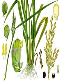 Tavola botanica di Oryza sativa, la pianta del riso (Koehler, 1887)